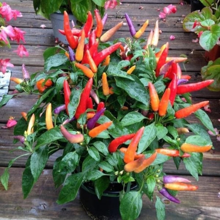 بذور الفلفل الشجيري الأحمر ( capsicum frutescens )