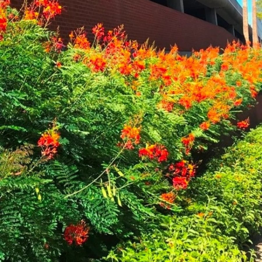 بذور شجيرة سيسالبينيا الحمراء - بونسيانا قزمية ( Caesalpinia pulcherrima )