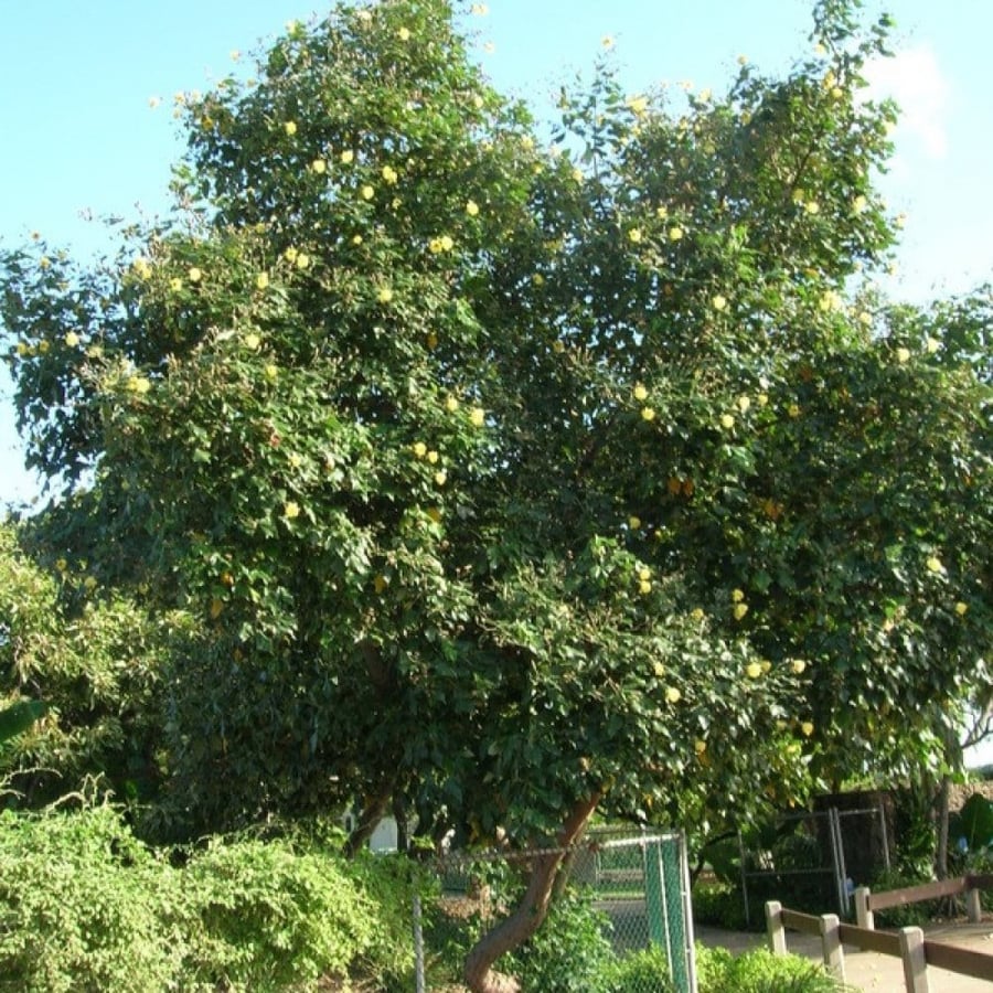 بذور الخبازي الساحلي ( Hibiscus Tiliaceus )