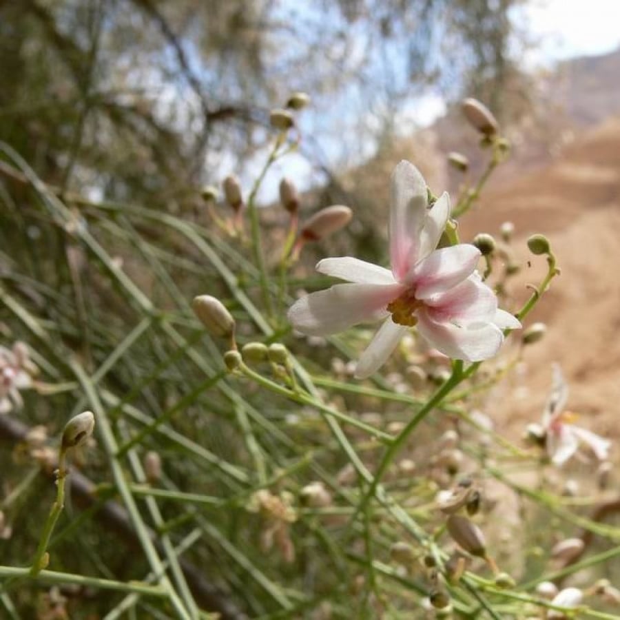 بذور شجرة اليسر - البان العربي - المورينجا العربي (Moringa Peregrina)