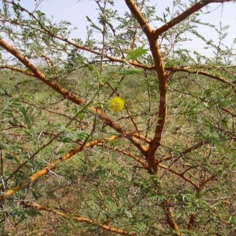 بذور سنط - طلح سيال الأحمر ( Acacia seyal )
