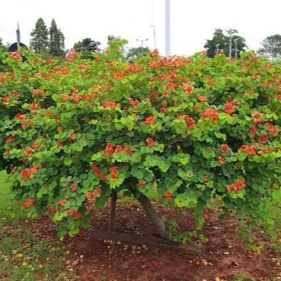 Red Bauhinia shrub seeds