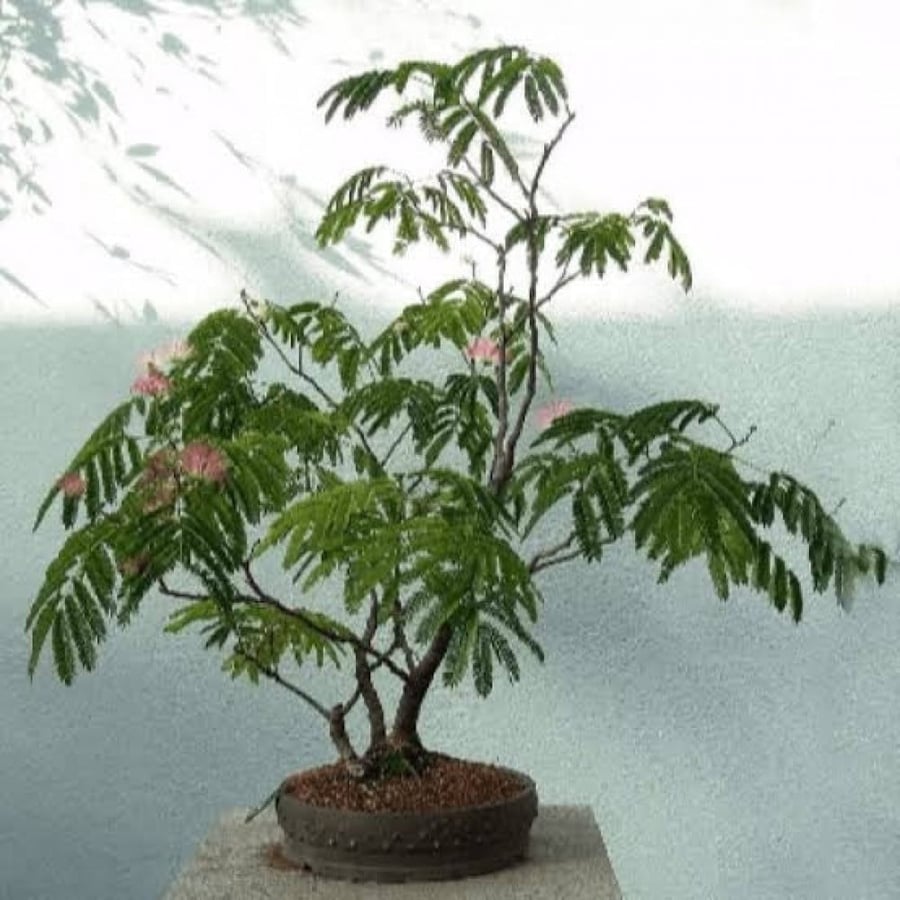 بذور شجيرة الخجولة - ميموزا بوديكا ( Mimosa pudica )