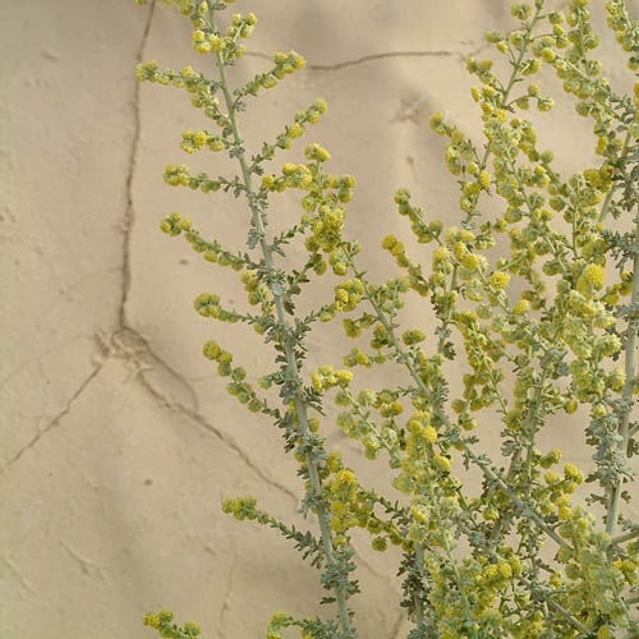 بذور عشبة البعيثران - شيح العطارين ( Artemisia Judaica )