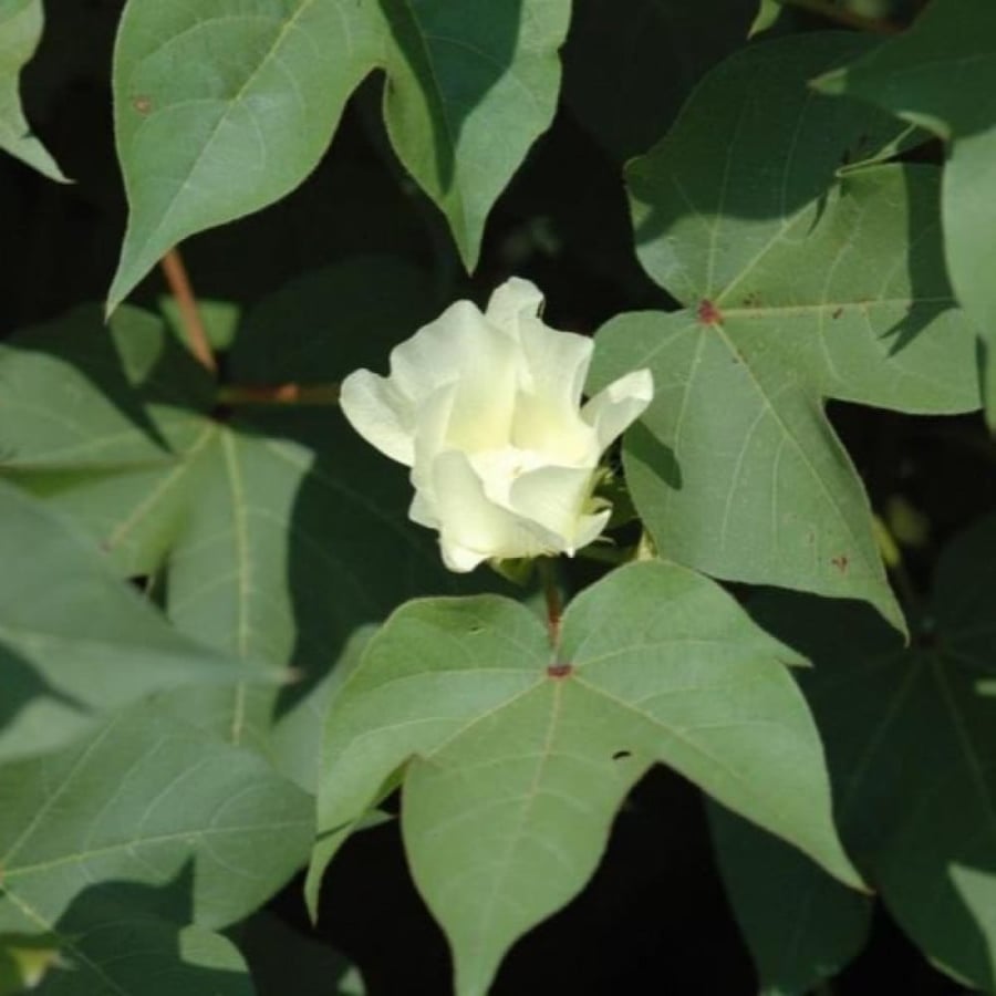 بذور شجيرة القطن المكسيكي ( Gossypium hirsutum )
