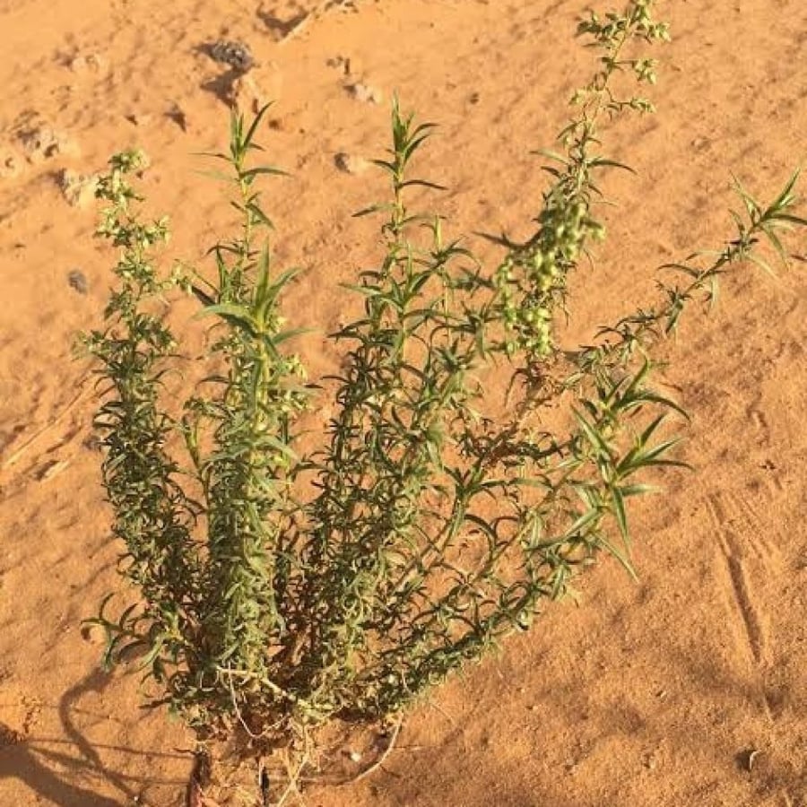 بذور عشبة العاذر - شيح الحصى ( Artemisia monosperma )