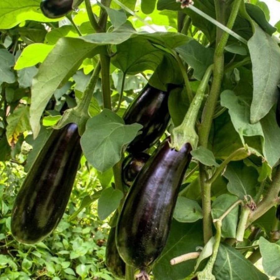 بذور الباذنجان الأسود الطويل ( Solanum melongena )