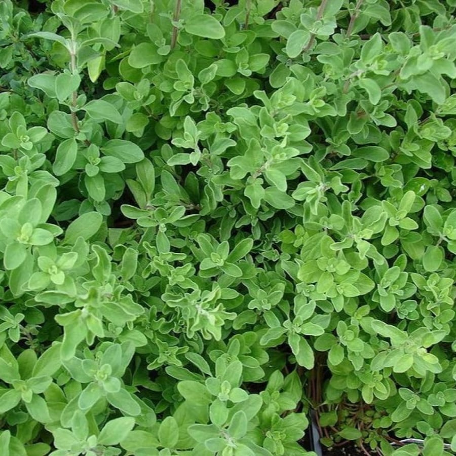 بذور البردقوش الحلو - الوزاب - الدوش ( Origanum majorana )