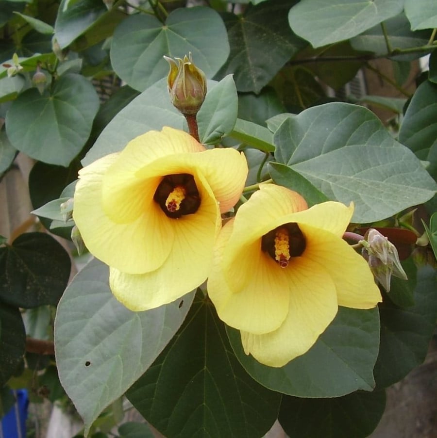 بذور الخبازي الساحلي ( Hibiscus Tiliaceus )