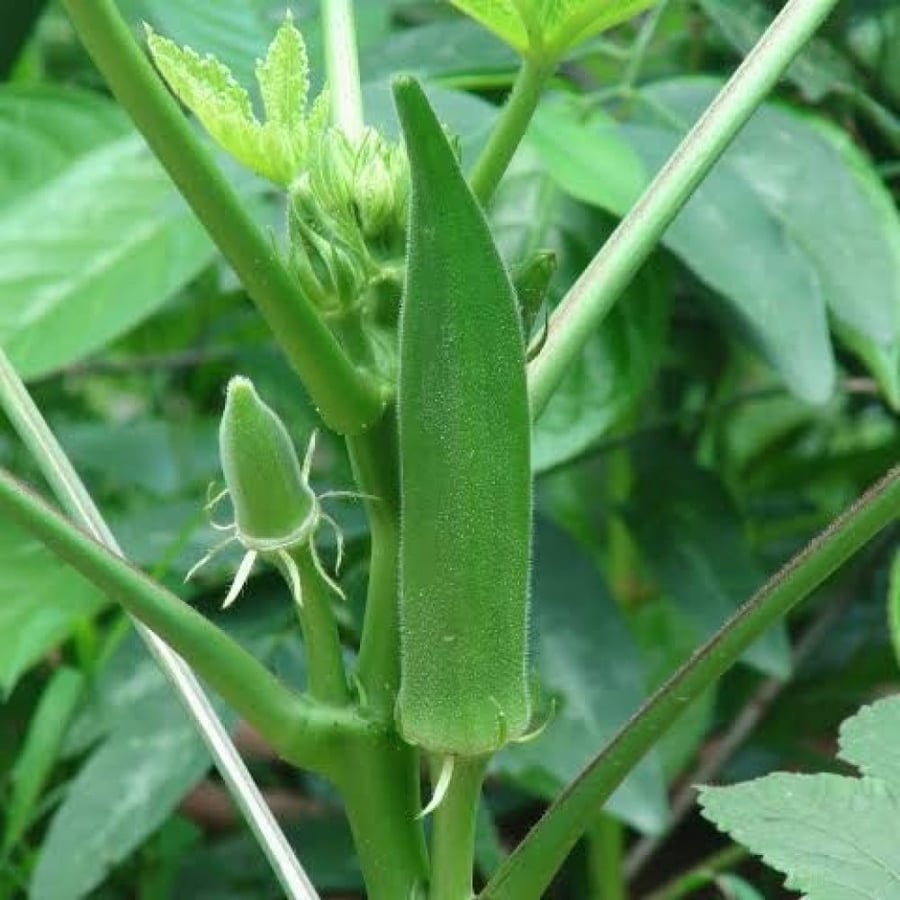 بذور نبات البامية ( Abelmoschus esculentus )