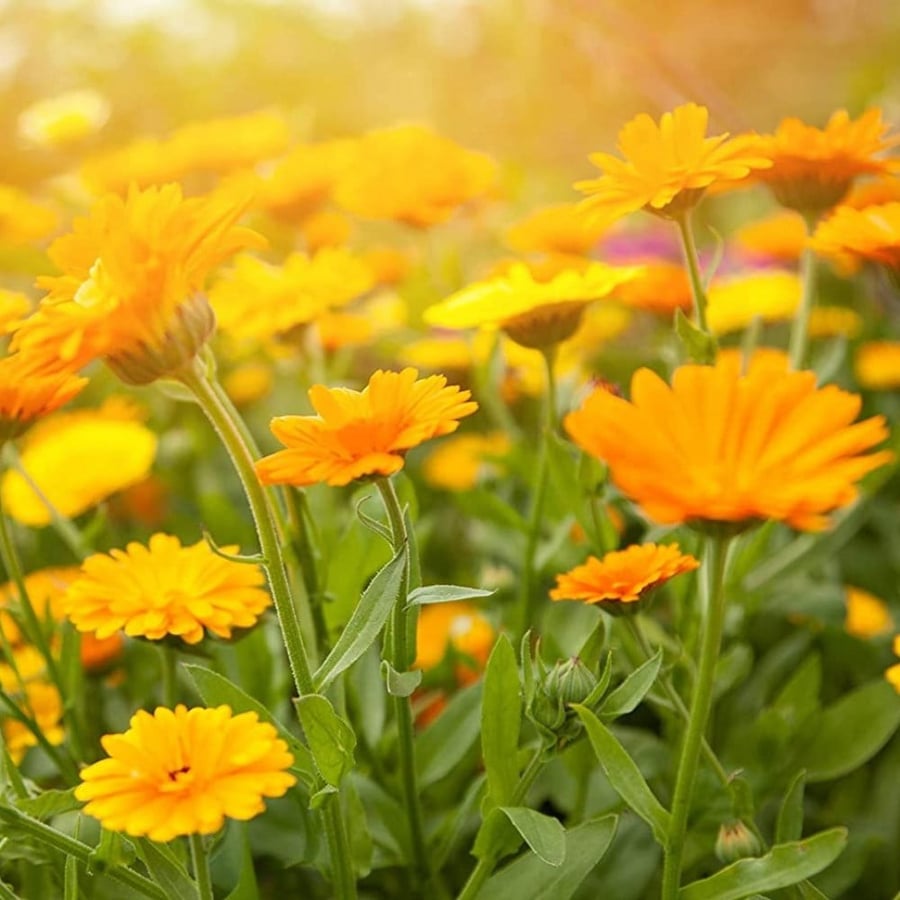 بذور زهرة أذريون - كلانديولا ( Calendula officinalis )