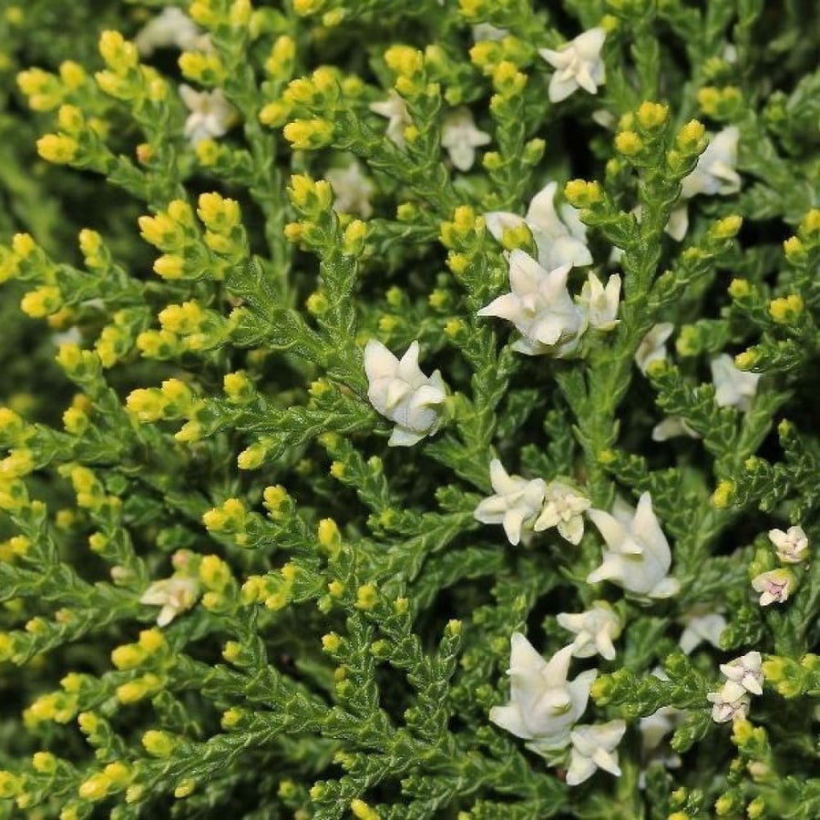 بذور شجيرة الثويا - التويا ( Platycladus orientalis )