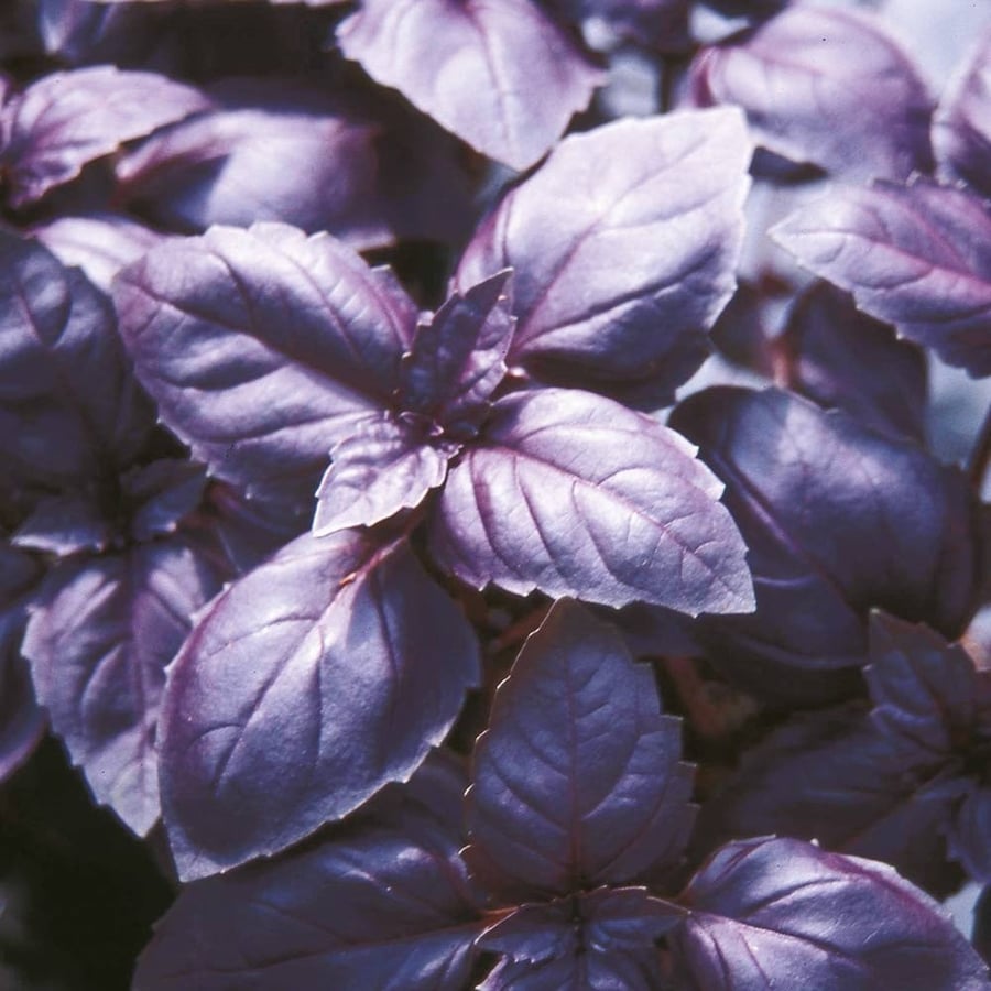 بذور الريحان الليلي - الارجواني ( Red Rubin Basil )