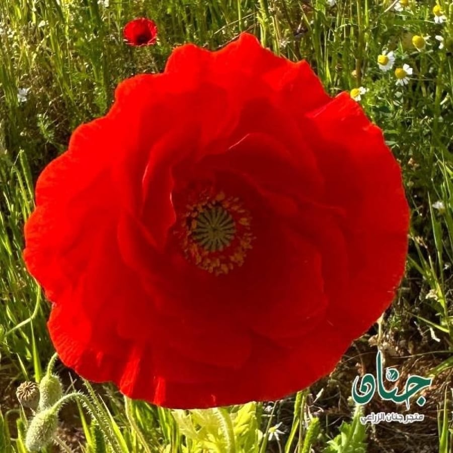 بذور الديدحان الملون متعدد البتلات - شقائق النعمان ( papaver rhoeas )