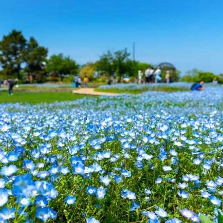 بذور زهرة عيون الطفل الزرقاء ( Nemophila menziesii )
