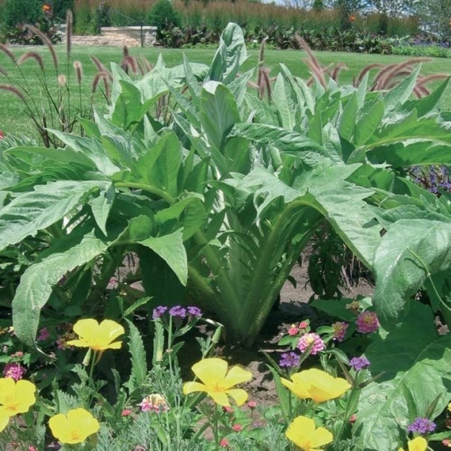 بذور الخرشوف الشوكي ( cynara cardunculus )