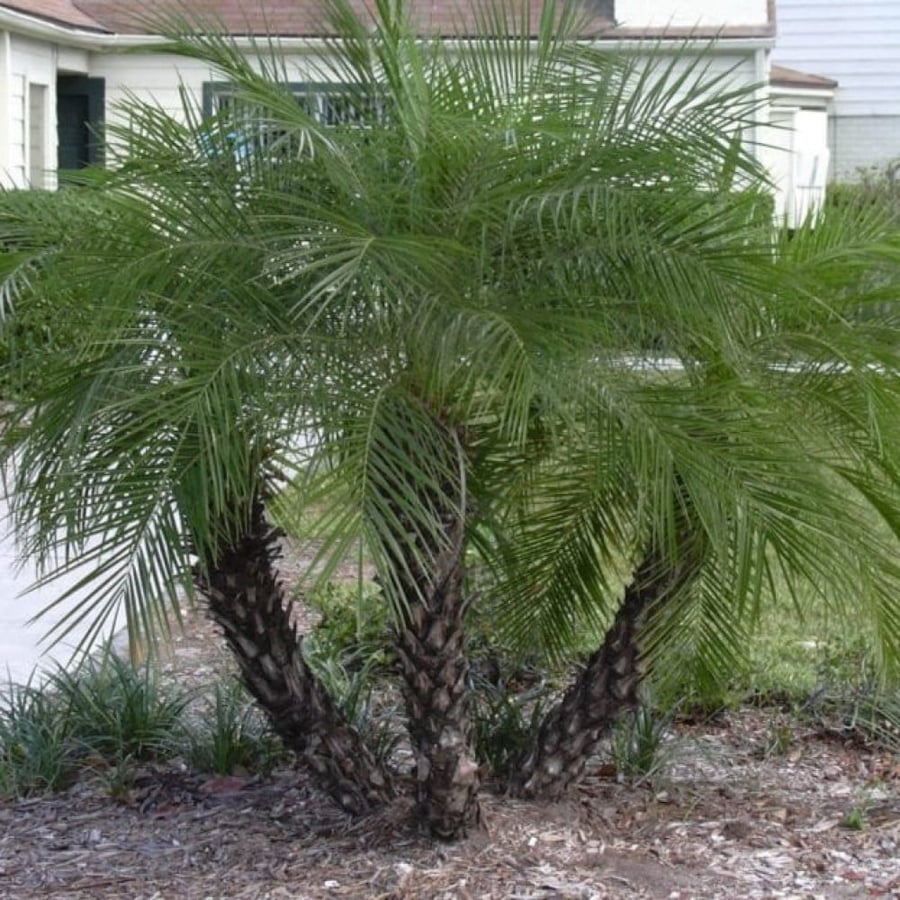 بذور نخيل روبليني القزمي ( Phoenix roebelenii )