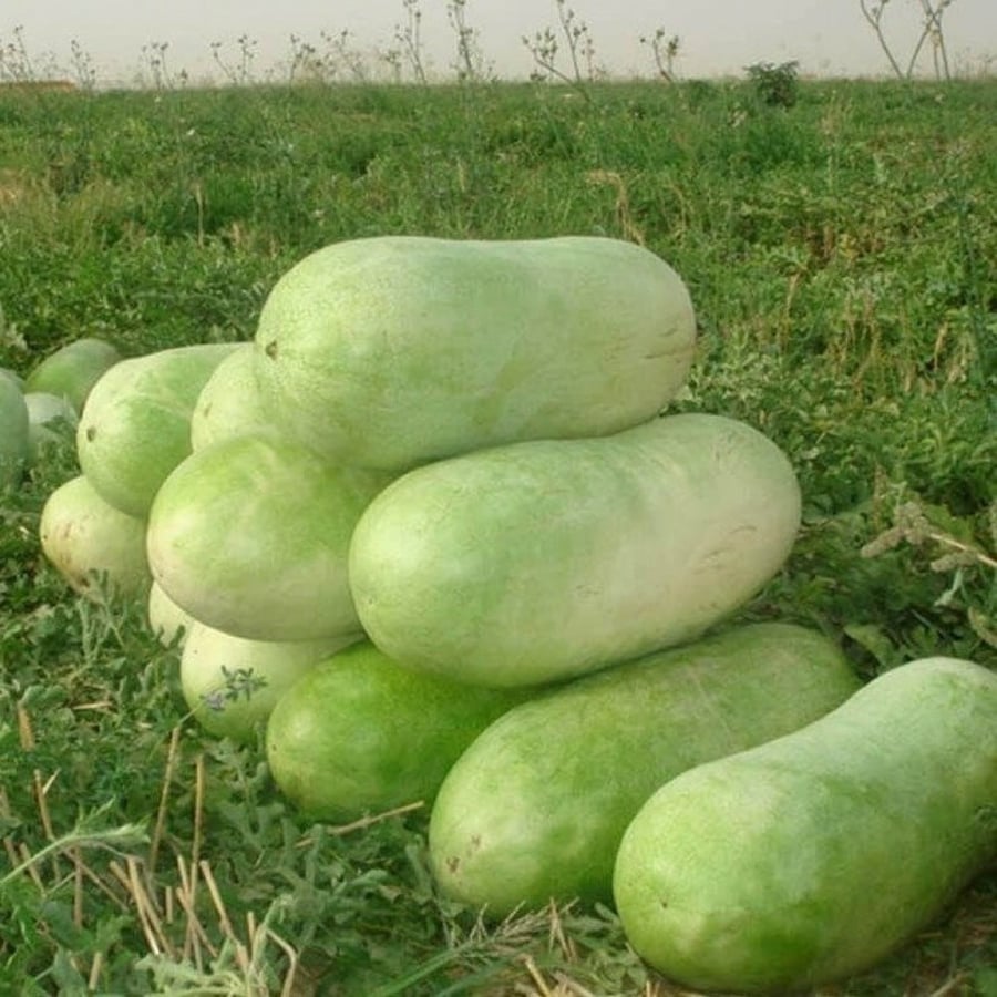 Watermelon seeds (Citrullus lanatus)