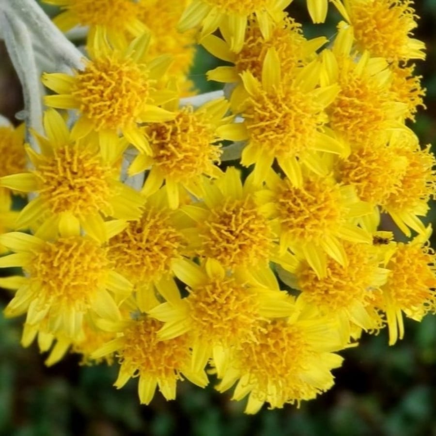 بذور زهرة الشيخة الفضية ( Jacobaea maritima )