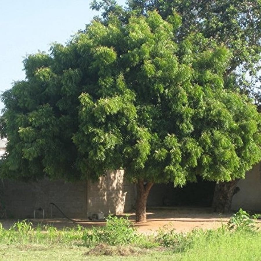 بذور شجرة النيم ( Azadirachta indica )