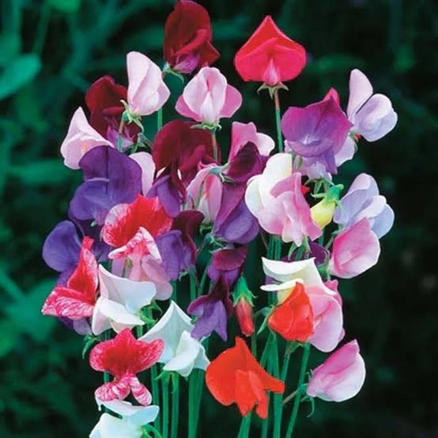 Flower pea seeds - sweet pea (Lathyrus odoratus)