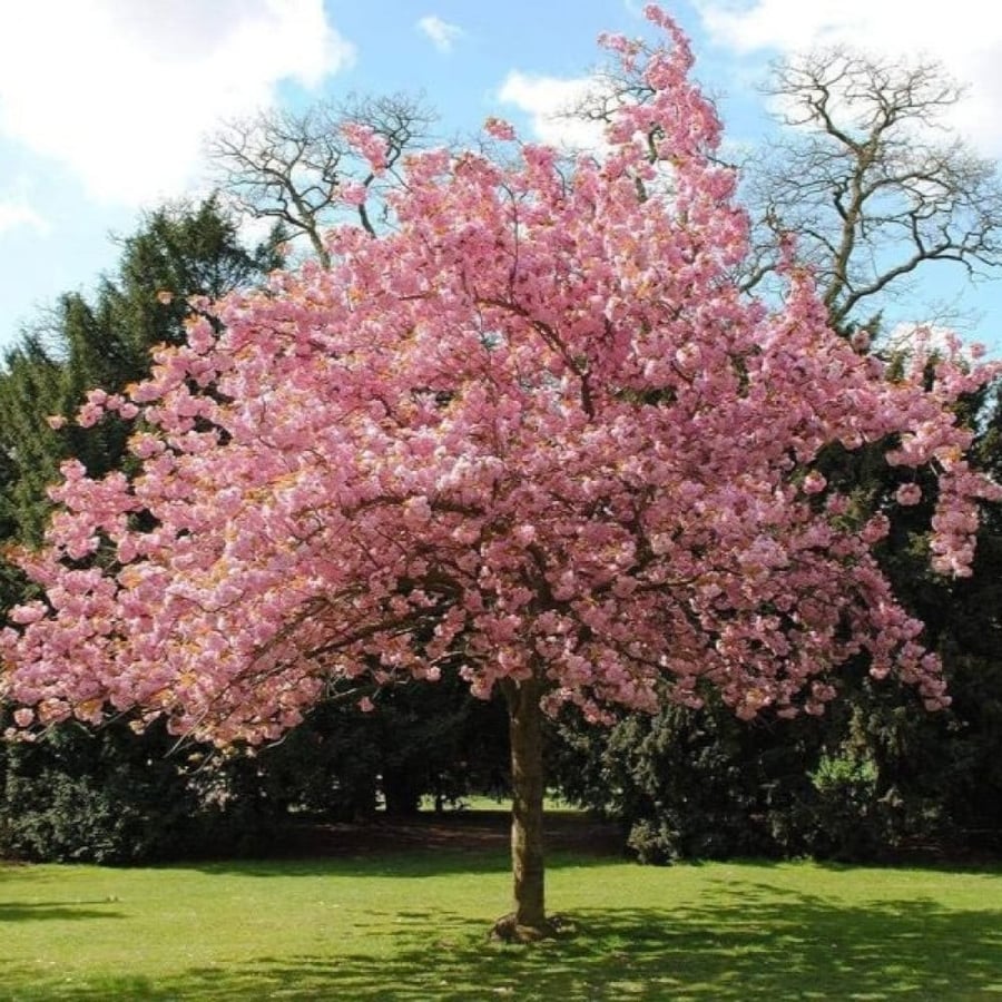 بذور شجرة ساكورا - الكرز الياباني ( Prunus serrulata )