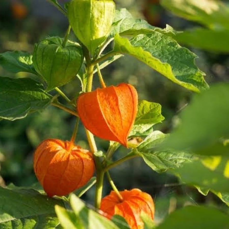بذور الحرنكش ( Physalis )