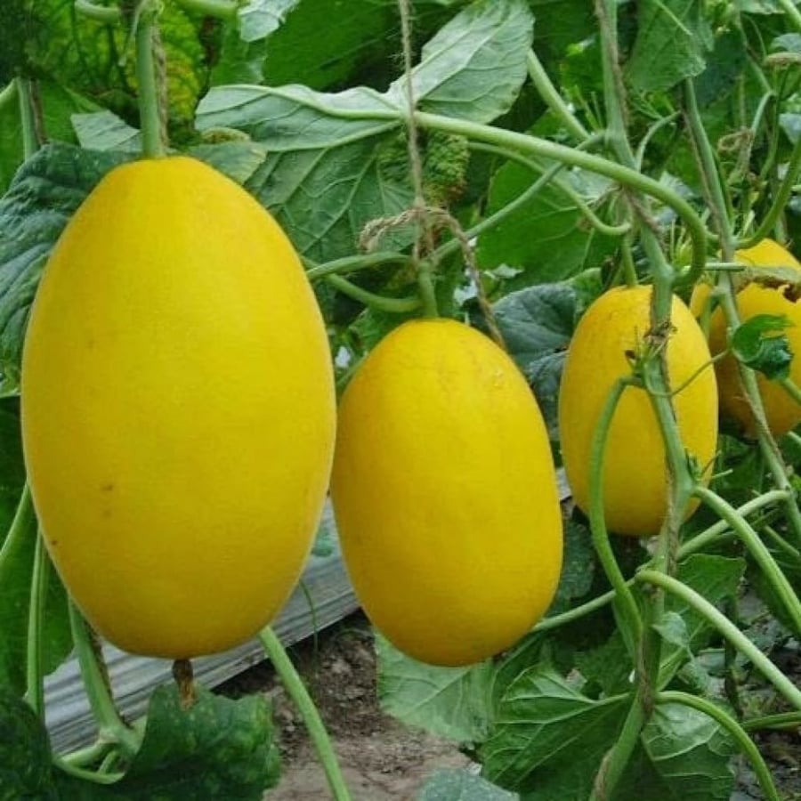 بذور شمام كناري أصفر ( Cucumis melo )