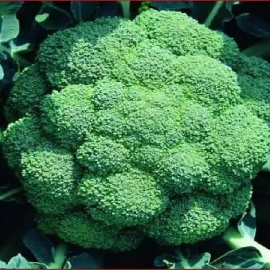 بذور بروكلي أخضر ( Brassica oleracea var. italica )