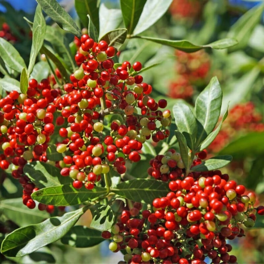 بذور الفلفل البرازيلي عريض الأوراق ( Schinus terebinthifolius )