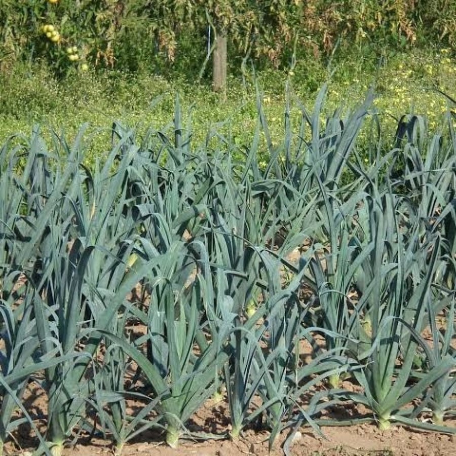بذور الكراث ( Allium ampeloprasum )