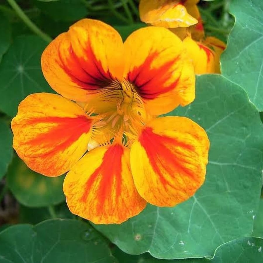 بذور زهرة السالبوت - أبو خنجر ( tropaeolum majus )