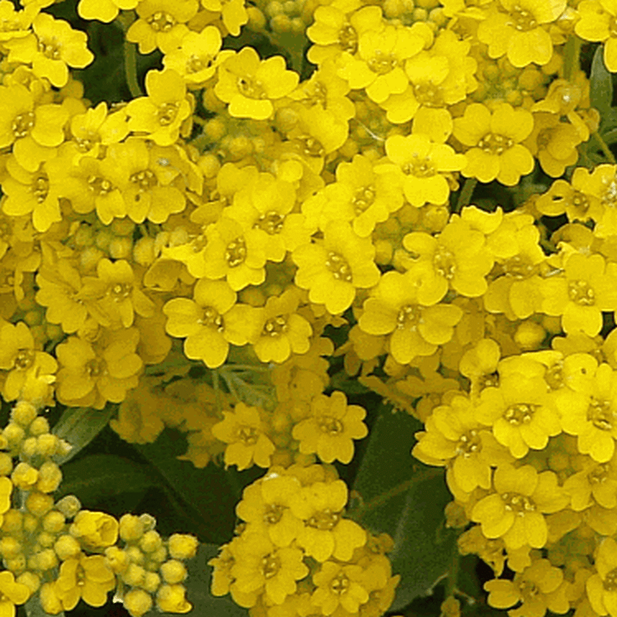 بذور زهرة الملكة - الأليسم الذهبي ( Lobularia maritima )