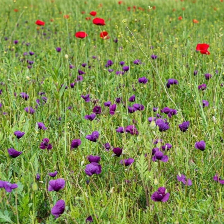 بذور البختري ( Roemeria )