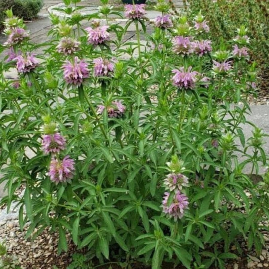 بذور النعناع الليموني ( Monarda citriodora )