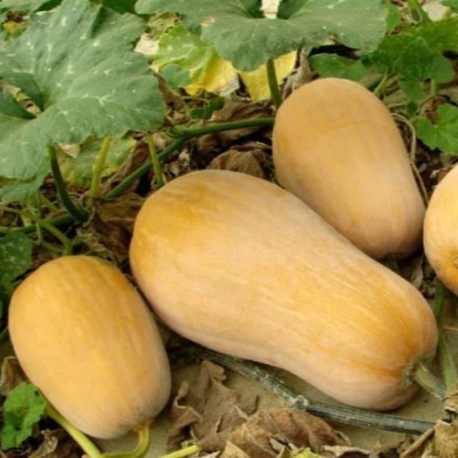 بذور القرع الأمريكي ( Cucurbita moschata )