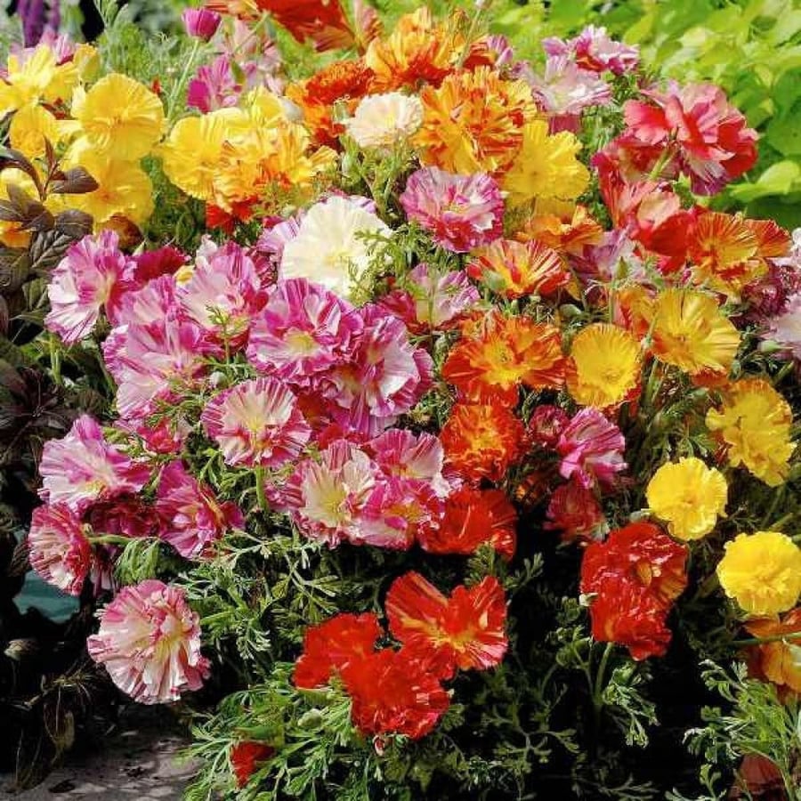 بذور ديدحان كاليفورنيا متعدد البتلات ( Eschscholzia californica )