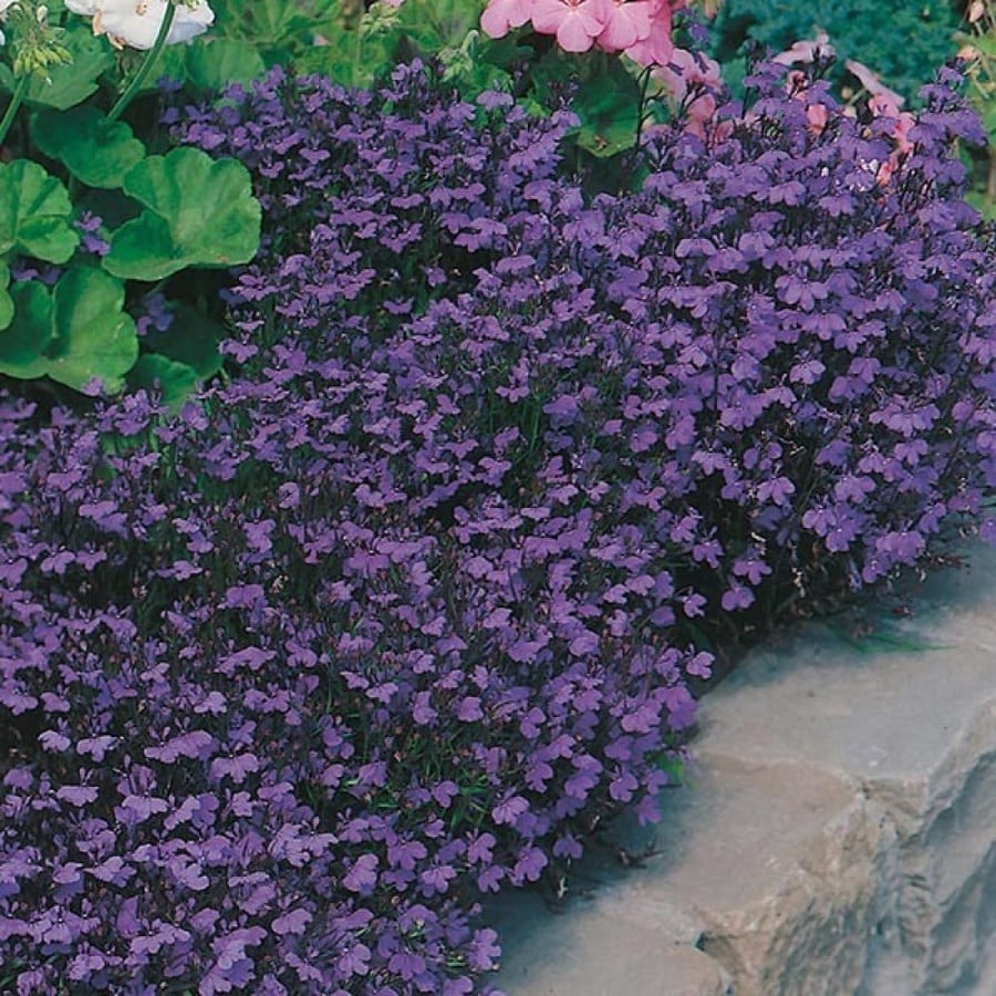 بذور زهرة لوبيليا ( Lobelia erinus )
