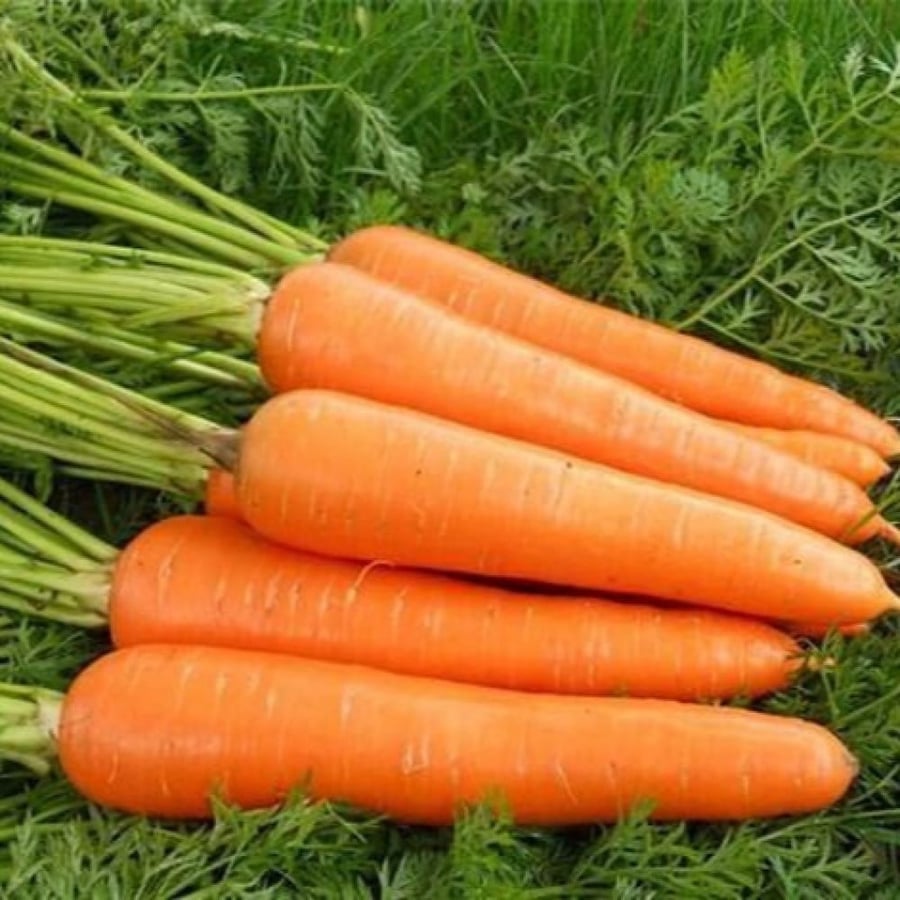 Carrot plant seeds