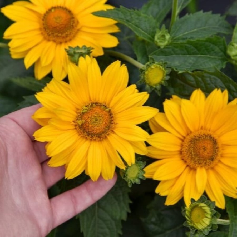 False sunflower seeds - Oxy (Heliopsis helianthoides)