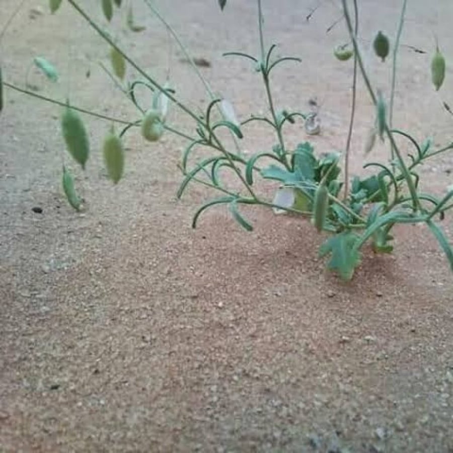 بذور عشبة القليقلان ( Anisosciadium )