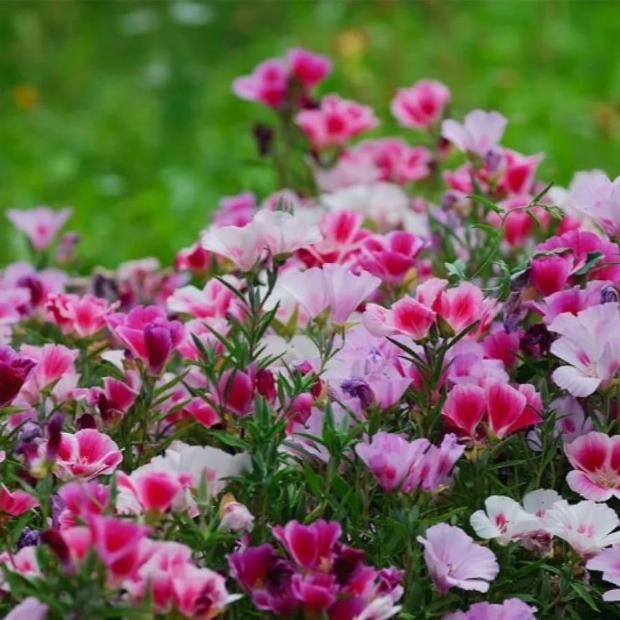 بذور زهرة وداع الربيع - جوديشيا ( Clarkia amoena )