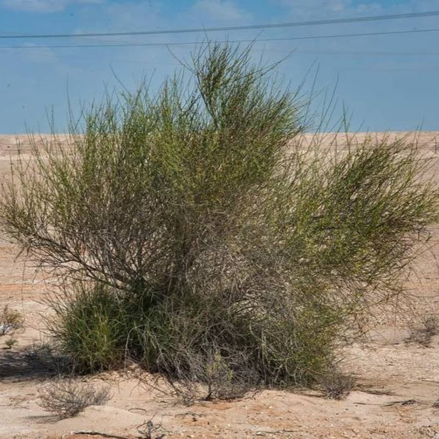 بذور شجيرة المرخ ( Leptadenia pyrotechnica )