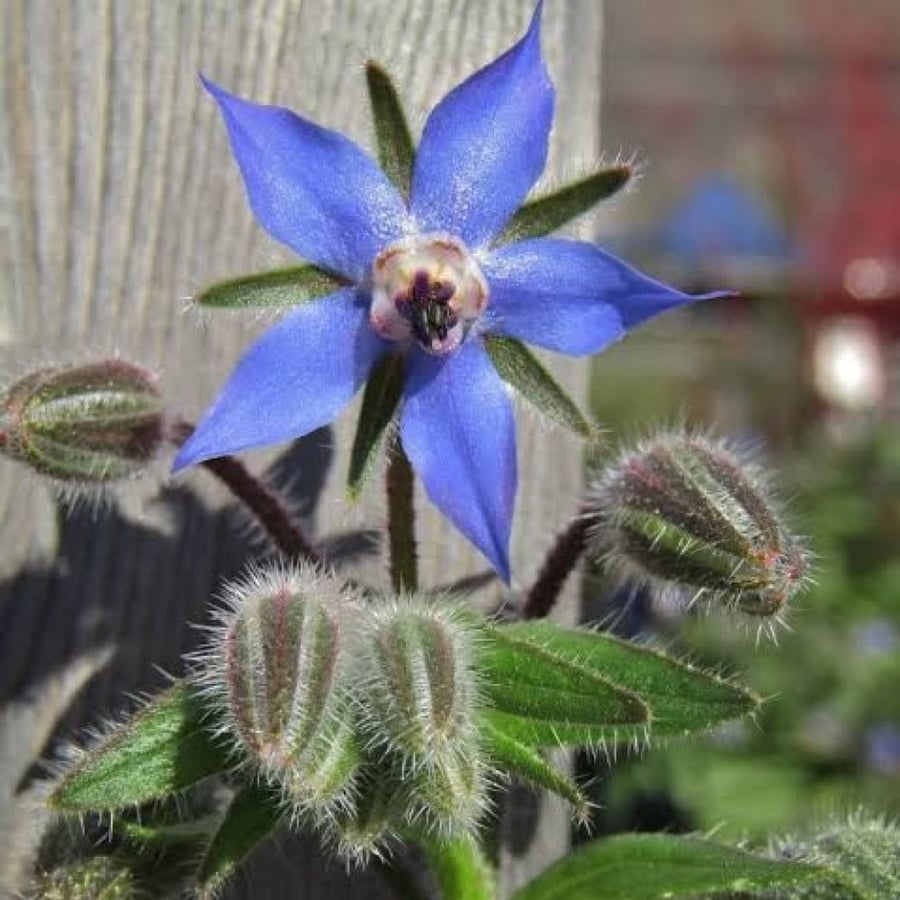 بذور خبز‬ ‫النحل - لسان الثور - الحمحم‬ ‫( Borage officinalis )
