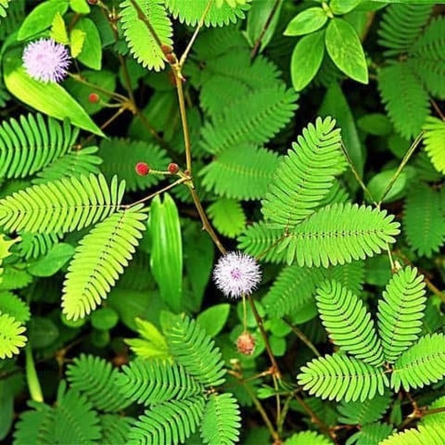 بذور شجيرة الخجولة - ميموزا بوديكا ( Mimosa pudica )