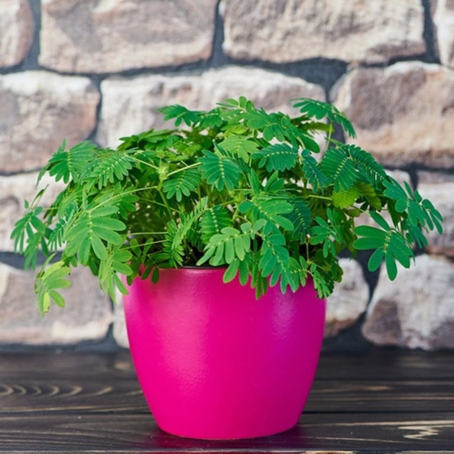 بذور شجيرة الخجولة - ميموزا بوديكا ( Mimosa pudica )