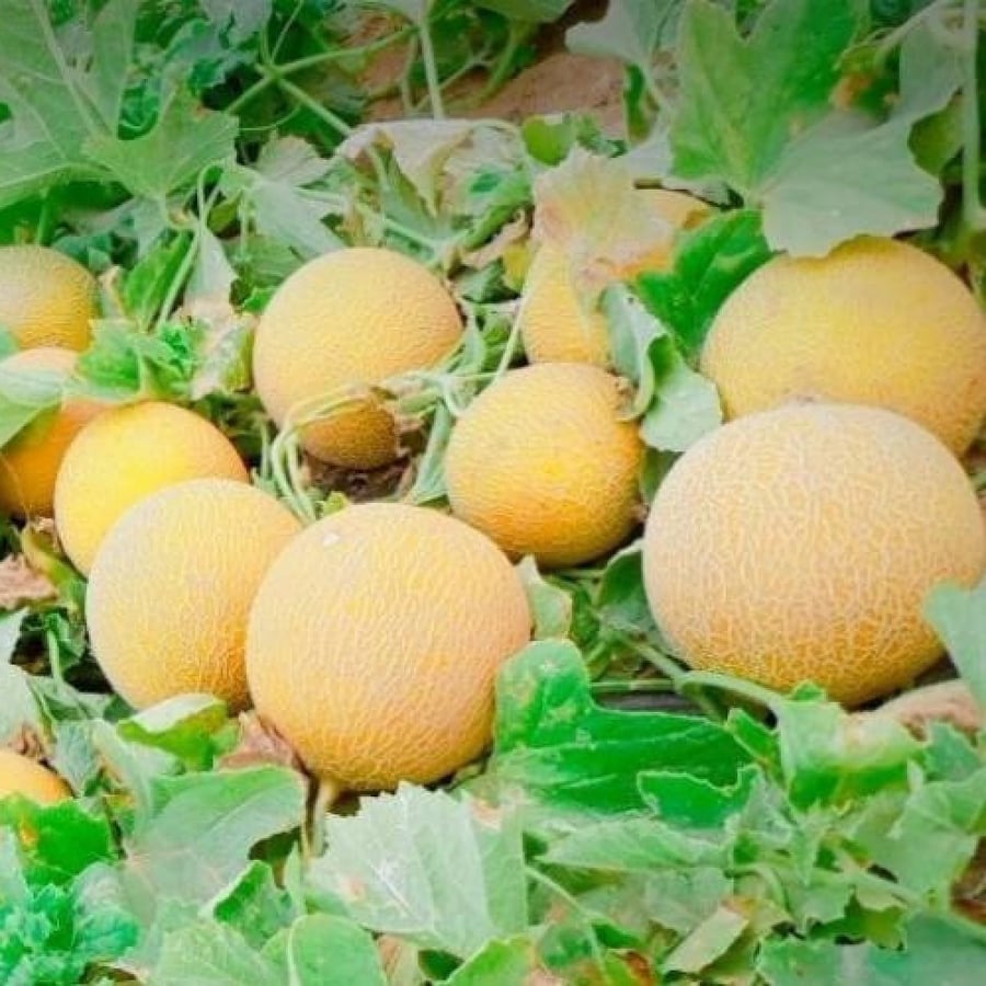 بذور شمام الأناناس ( Cucumis melo )
