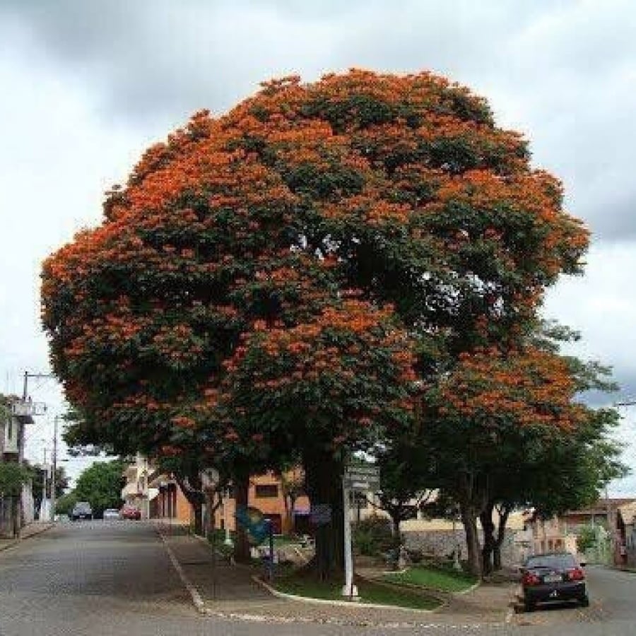 بذور شجرة الخزامى الافريقية ( Spathodea campanulata )