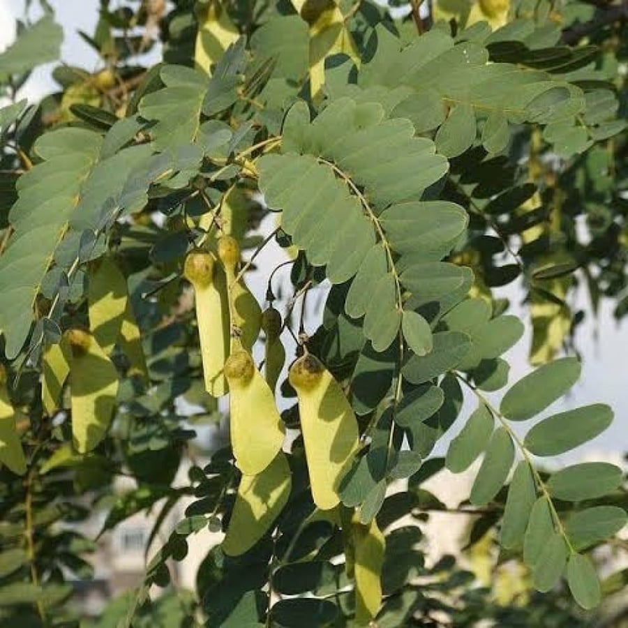‫بذور الجاكرندا الصفراء - ابو المكارم‬ ( Tipuana tipu )