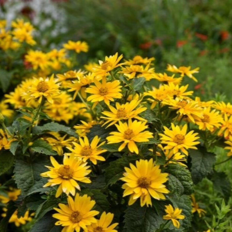 False sunflower seeds - Oxy (Heliopsis helianthoides)